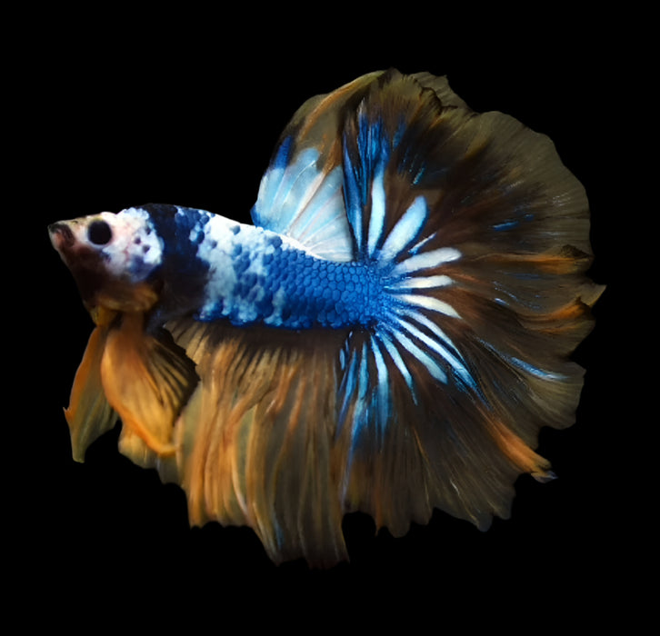 Show Grade Fancy Yellow Koi Marble Skyhawk Betta Male