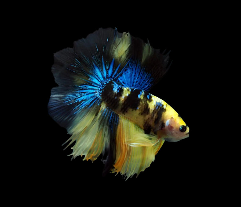 yellow marble skyhawk halfmoon male betta