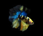 yellow marble skyhawk halfmoon male betta