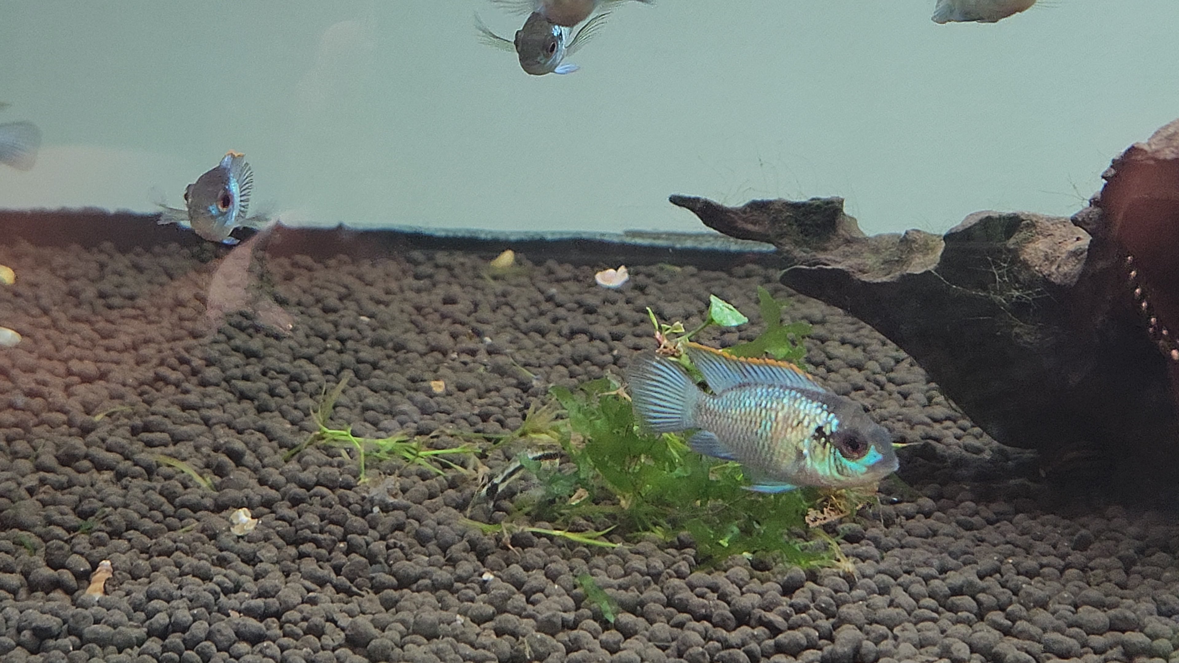 (TROP-063)U043 (3 fish) Electric Blue Acara (Andinoacara pulcher)