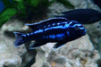 electric-blue-johannii-cichlid-melanochromis-johannii