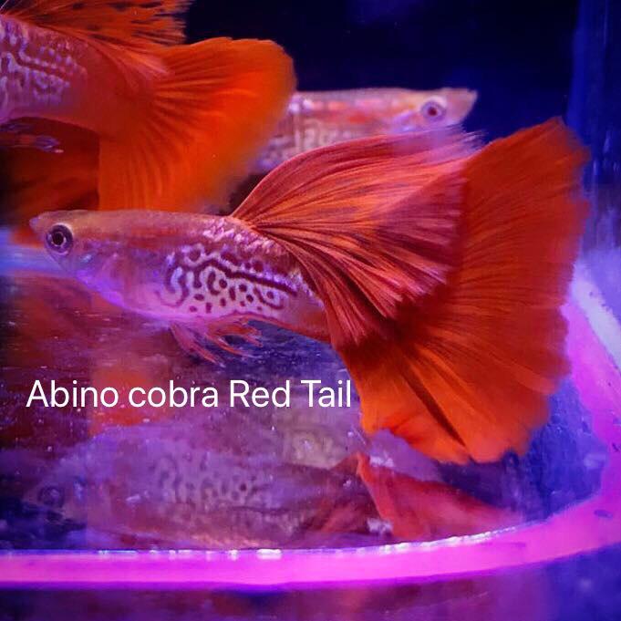 (CGP-10)Albino Cobra Red Tail Guppy P-45