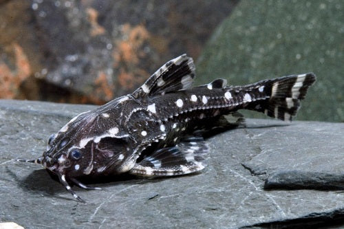 (TROP-245)U027 Spotted Raphael Catfish (Agamyxis pectinifrons)