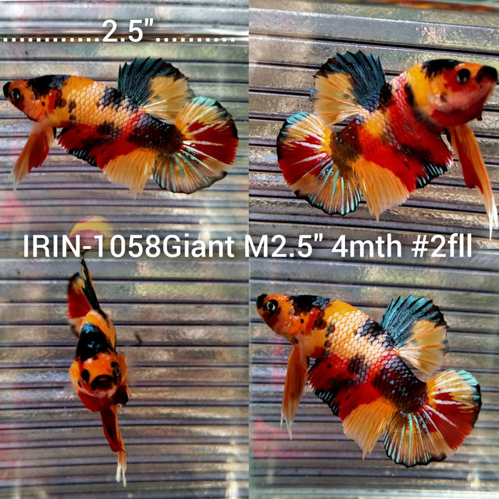 (IRIN-1058) Giant Nemo Multicolour Male Betta