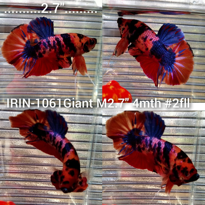 (IRIN-1061) Giant Multicolor Male Betta