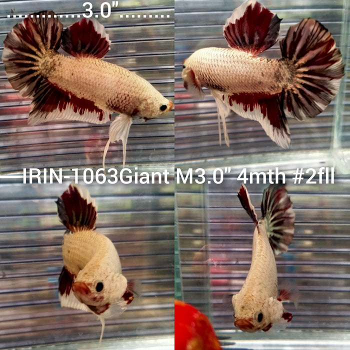 (IRIN-1063) Giant Marble Copper Male Betta