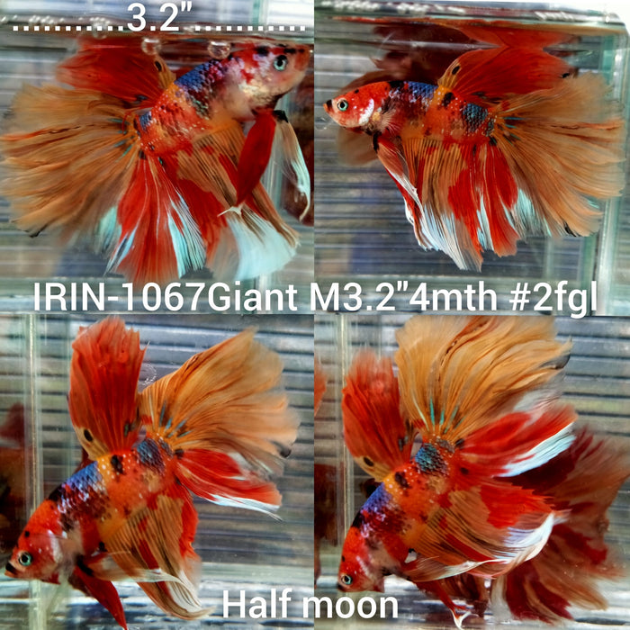 (IRIN-1067) Giant Nemo Multicolor Halfmoon Male Betta