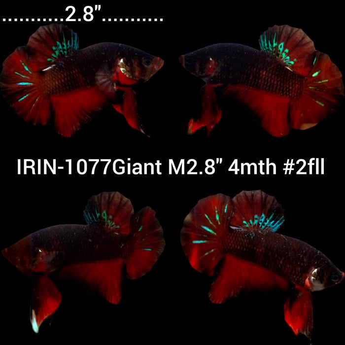 (IRIN-1077) Giant Red Dark Galaxy Male Betta