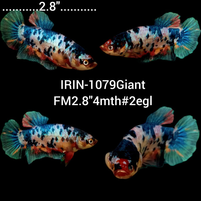 (IRIN-1079) Giant Fancy Marble Female Betta