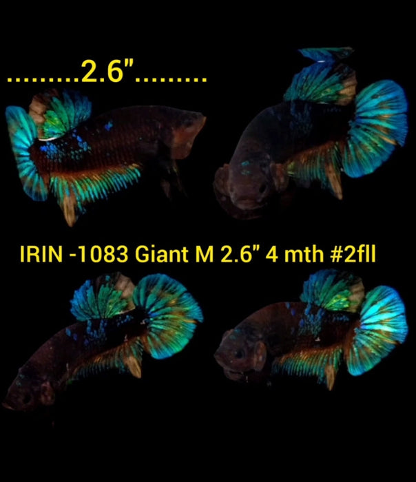 (IRIN-1083) Giant Blue Black Galaxy Male Betta