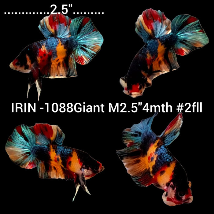 x(IRIN-1088) Giant Multicolor Male Betta
