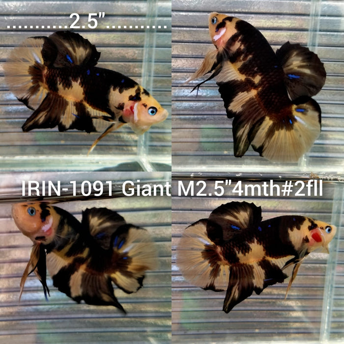 (IRIN-1091) Giant Yellow Koi Tiger Male Betta