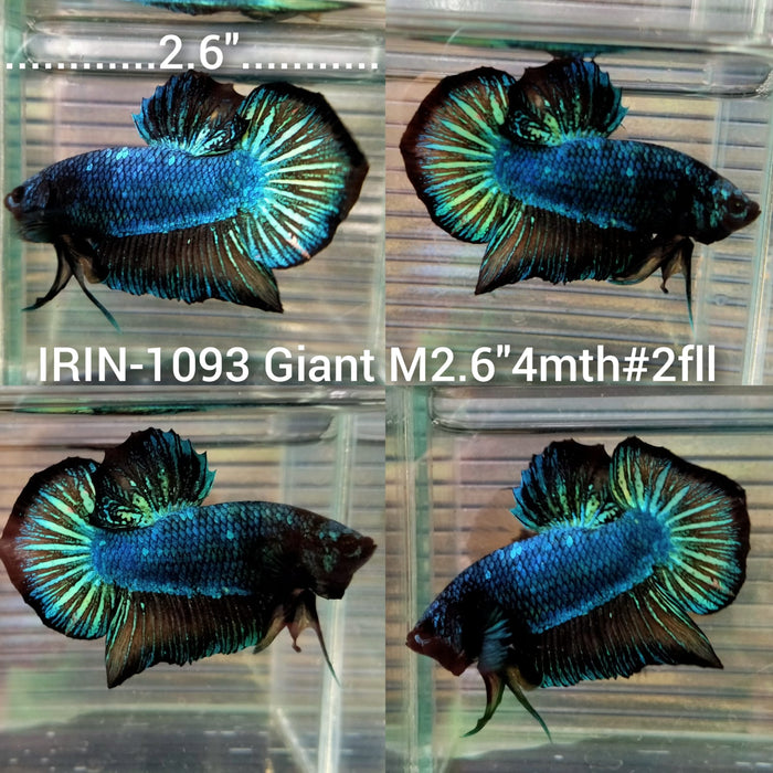 (IRIN-1093) Giant Blue Mustard Male Betta