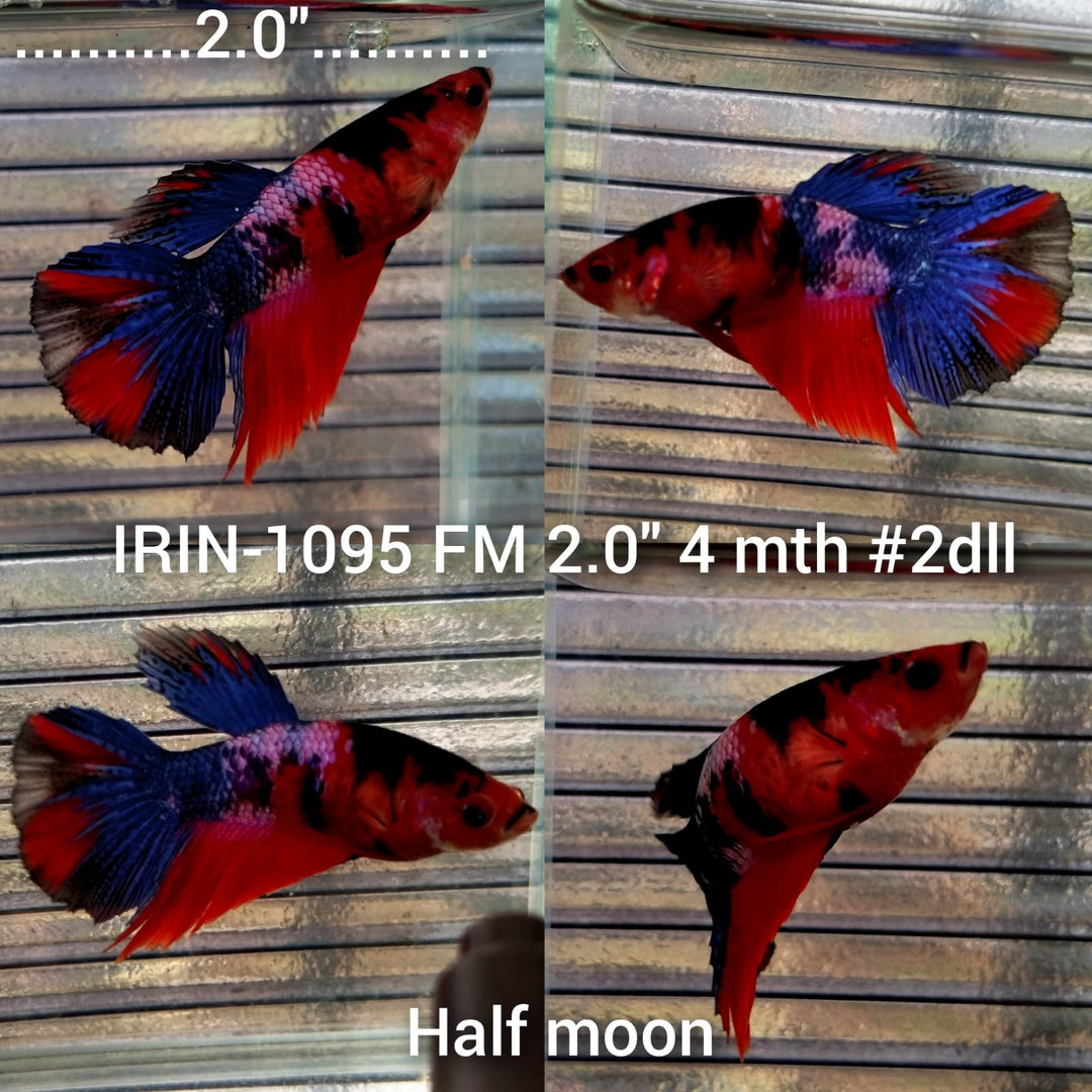 (IRIN-1095) Giant Red Koi Fancy Halfmoon Female Betta