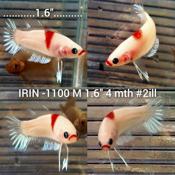 (IRIN-1100) Premium Red Tancho Plakat Male Betta