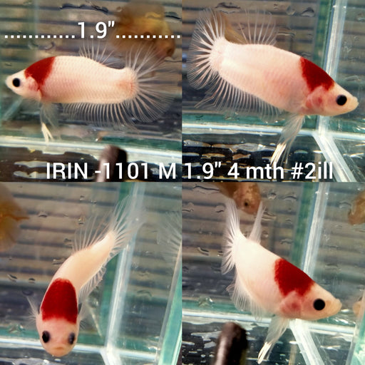 (IRIN-1101) Premium Red Tancho Plakat Male Betta