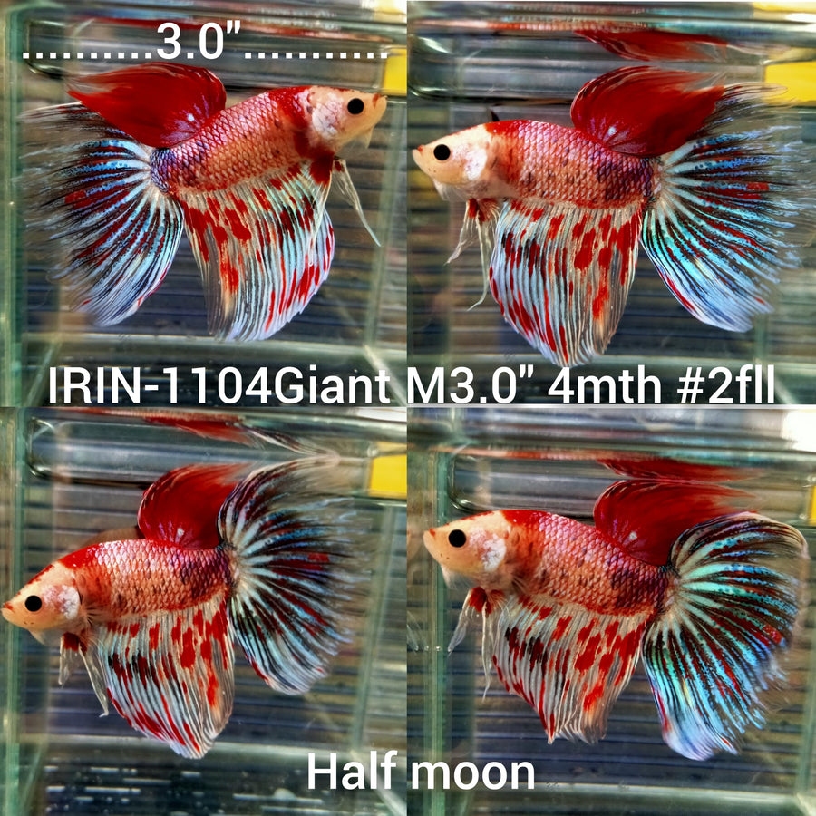 (IRIN-1104) Giant Nemo Red Fancy Halfmoon Male Betta