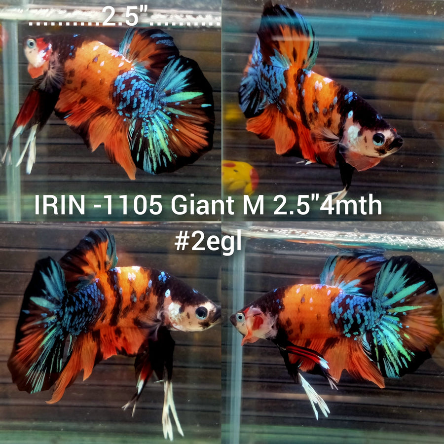 (IRIN-1105) Giant Nemo Multicolor Black Star Male Betta