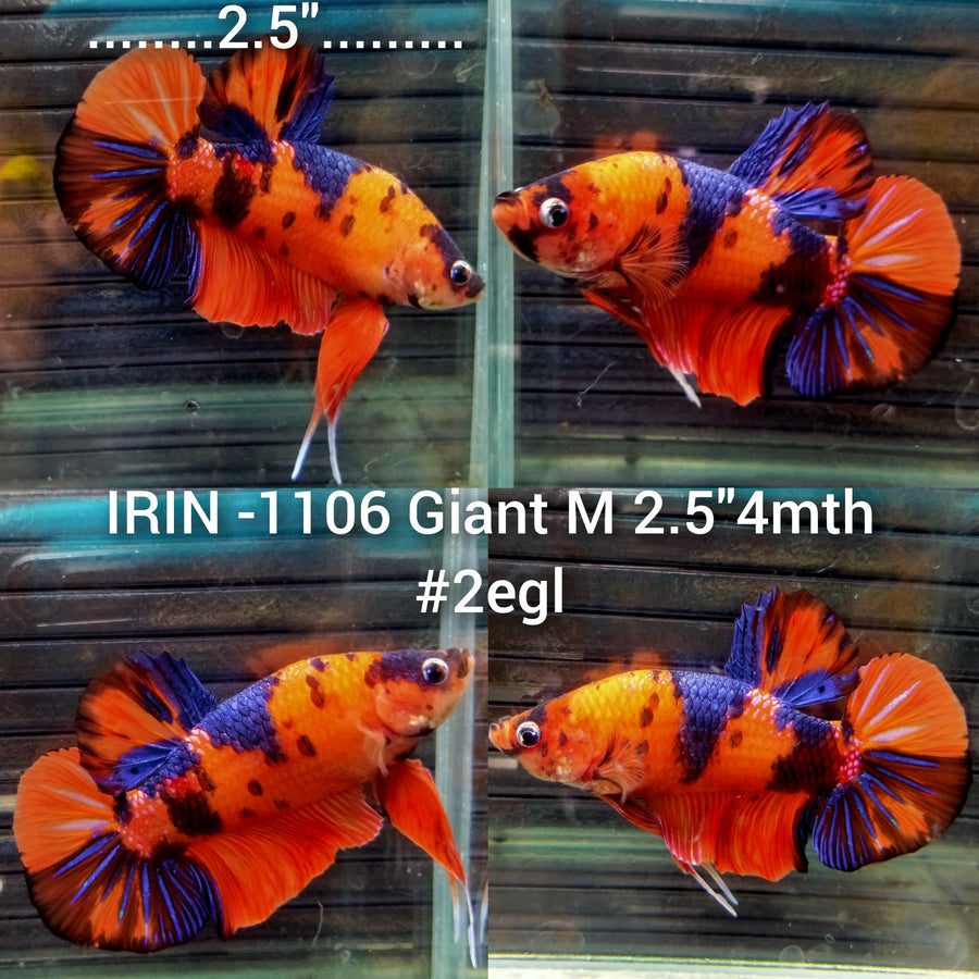 (IRIN-1106) Giant Nemo Multicolor Male Betta