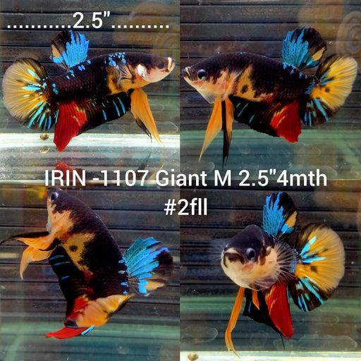 (IRIN-1107) Giant Nemo Galaxy Black Star Male Betta