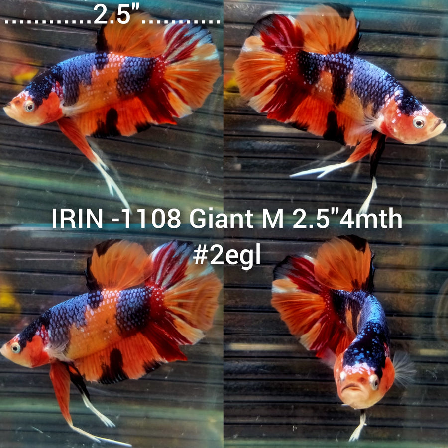 (IRIN-1108) Giant Nemo Multicolor Male Betta