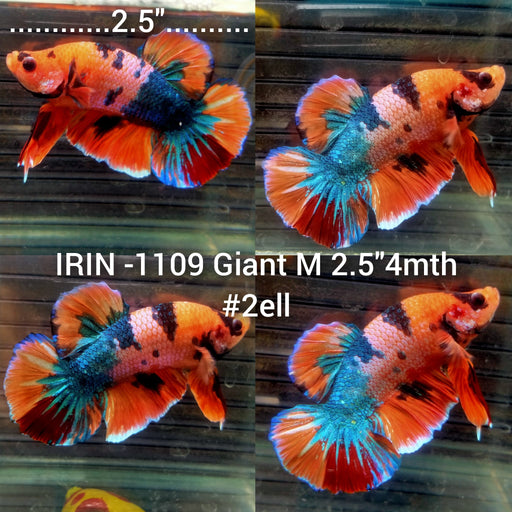 (IRIN-1109) Giant Nemo Candy Multicolor Male Betta