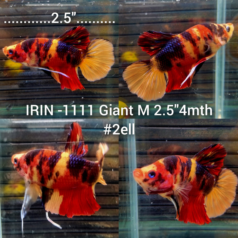 (IRIN-1111) Giant Nemo multicolor Male Betta