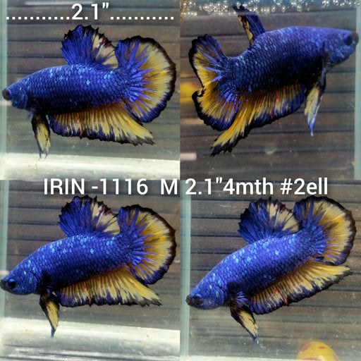 (IRIN-1116) Fancy Blue Mustard Plakat Male Betta