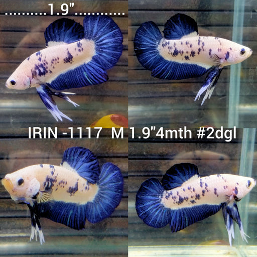 (IRIN-1117) Blue Marble Dot Plakat Male Betta
