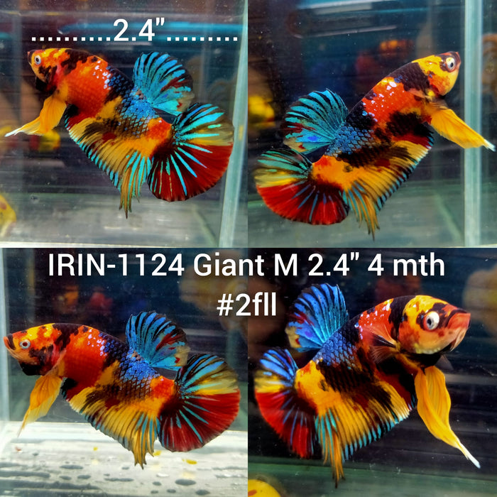 (IRIN-1124) Giant Multicolor Yellow Base Male Betta