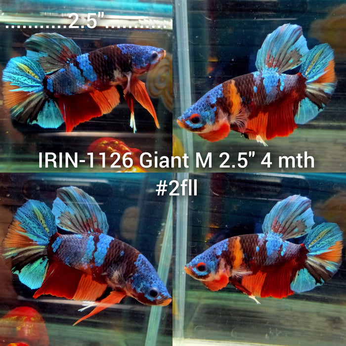 (IRIN-1126) Giant Avatar Multicolor Male Betta