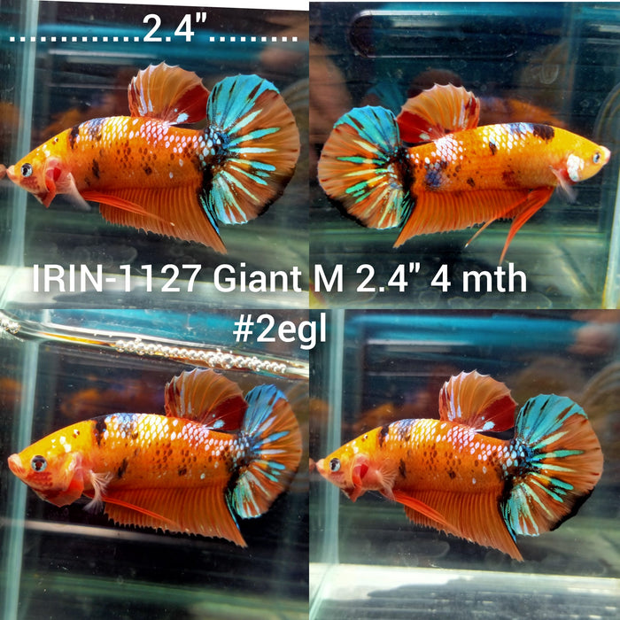 (IRIN-1127) Giant Nemo Galaxy Male Betta