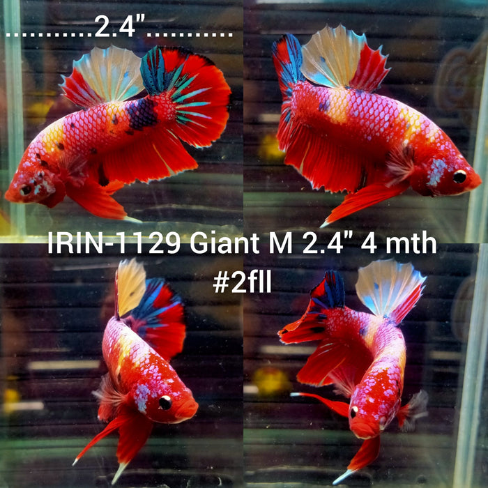 (IRIN-1129) Giant Multicolor Male Betta