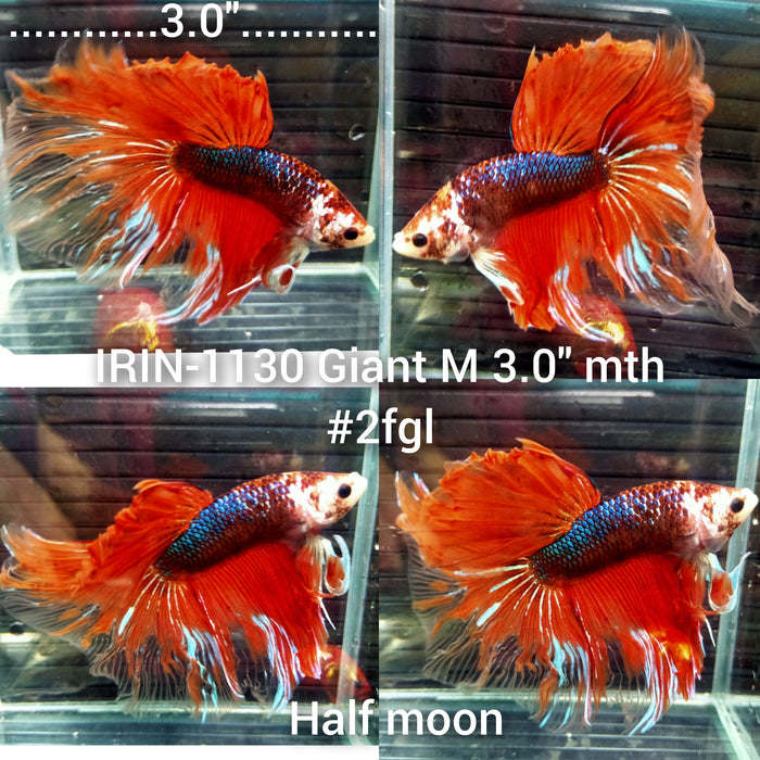 (IRIN-1130) Giant Fancy Halfmoon Male Betta