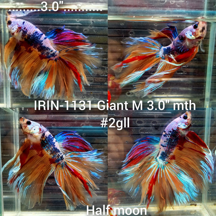 (IRIN-1131) Giant Nemo Multicolor Halfmoon Male Betta