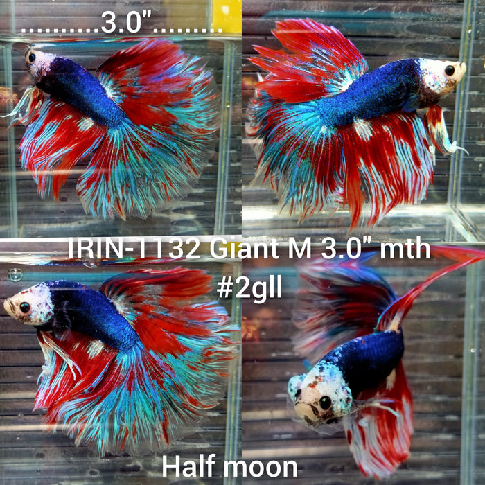 (IRIN-1132) Giant Blue Fancy Halfmoon Male Betta