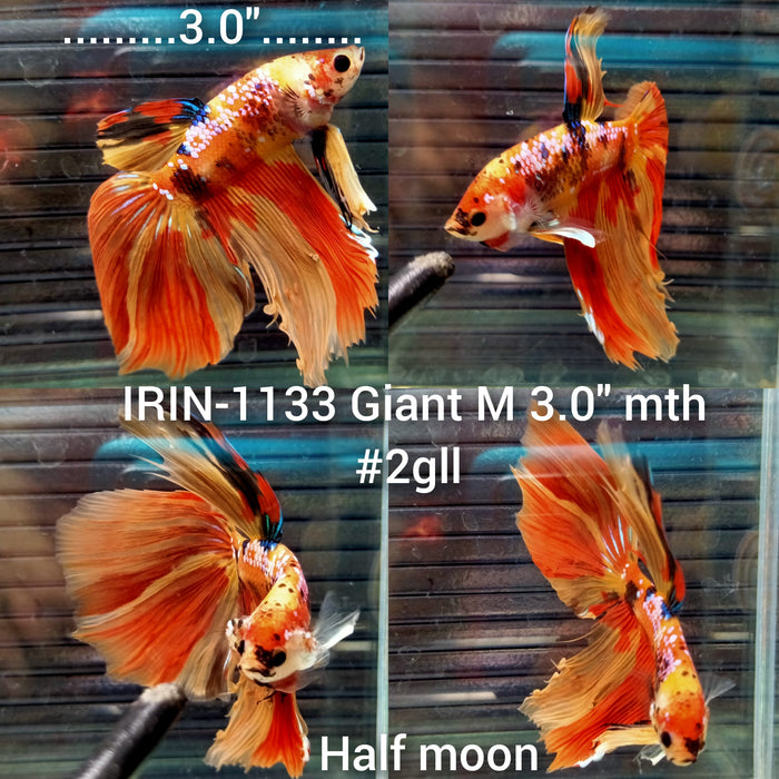 x(IRIN-1133) Giant Nemo Galaxy Halfmoon Male Betta