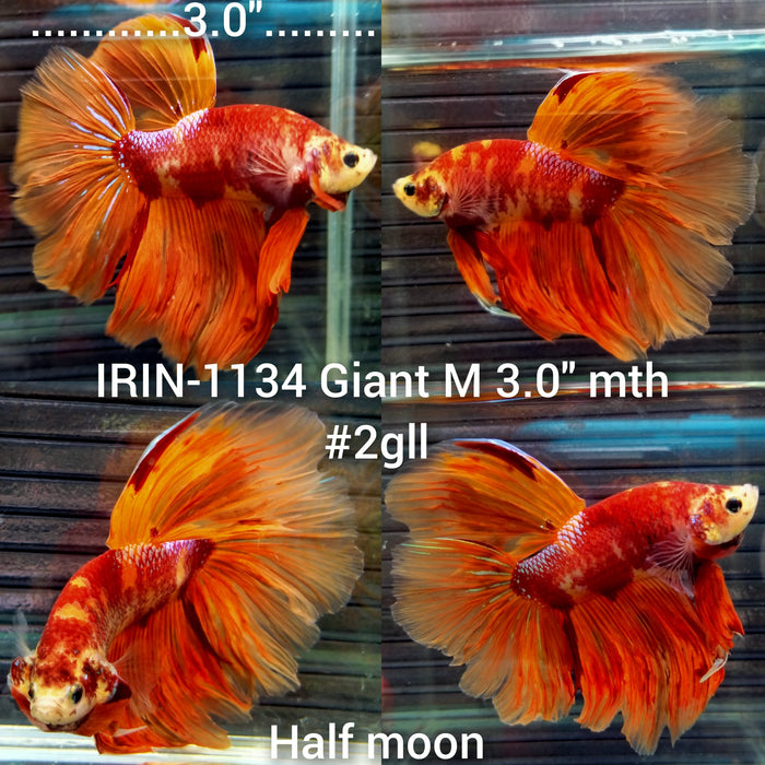 (IRIN-1134) Giant Nemo Galaxy Halfmoon Male Betta