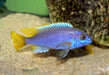 yellow-tail-acei-cichlid-pseudotropheus-sp.-acei