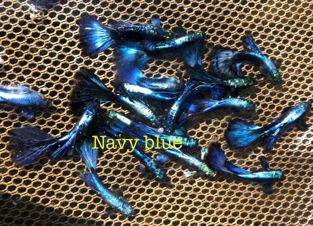 (CGP-66)T138 Navy Blue Big Ear Guppy