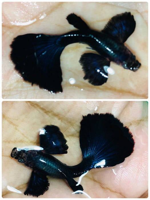 (CGP-095) Live Fancy Guppy Fish Premium Quality Dumbo Blue Black Halfmoon R5A8MF