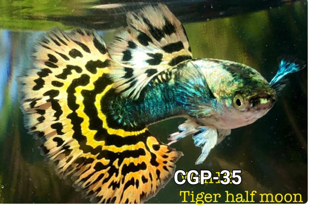 Live Fancy Guppy Fish Premium Quality Yellow Tiger Halfmoon Mosaic XL Size (CGP-035)