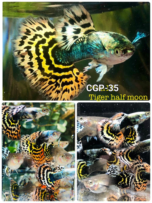 (CGP-35)T164, T061F Tiger Halfmoon Mosaic XL Size Guppy