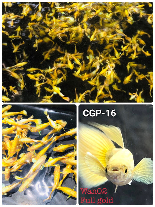 (CGP-016)U006 Live Fancy Guppy Fish Premium Quality Full Gold XL Size