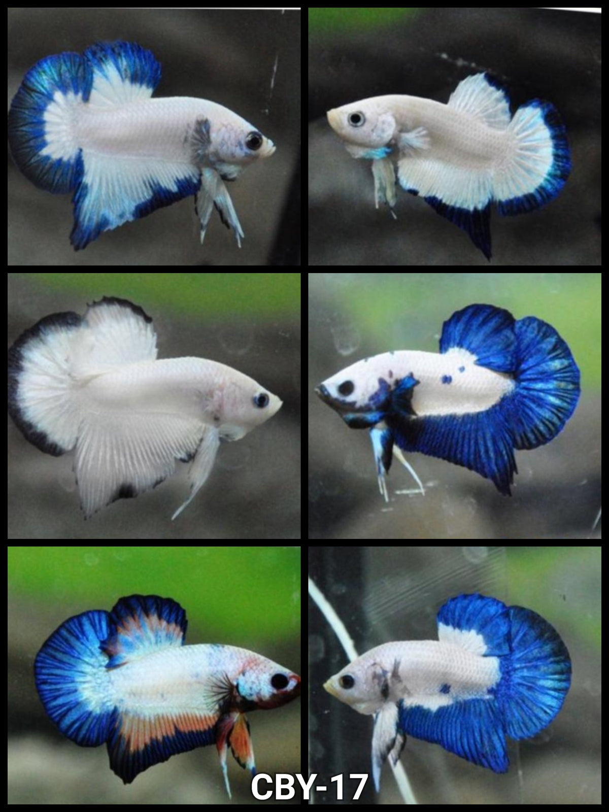 Blue marble sales betta for sale