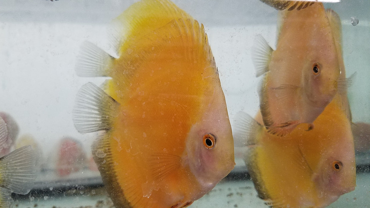 (DISCUS-35)Yellow Melon Discus 4.00-4.50 inch