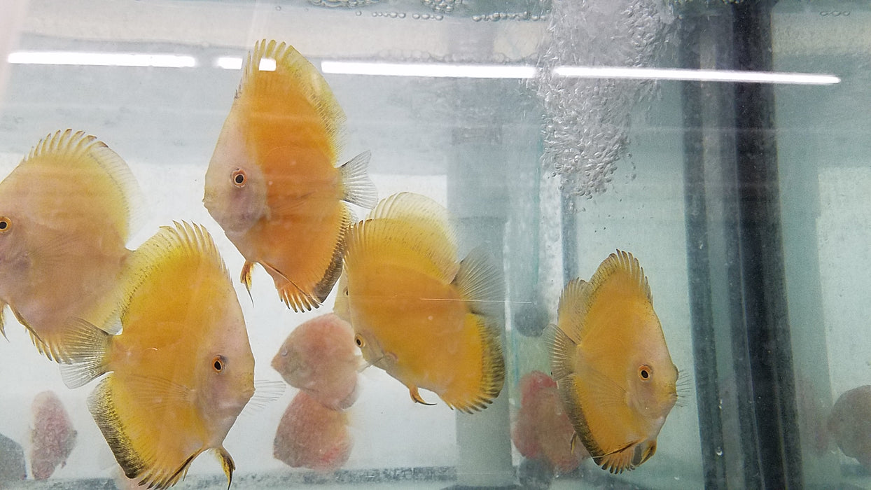 (DISCUS-35)Yellow Melon Discus 4.00-4.50 inch