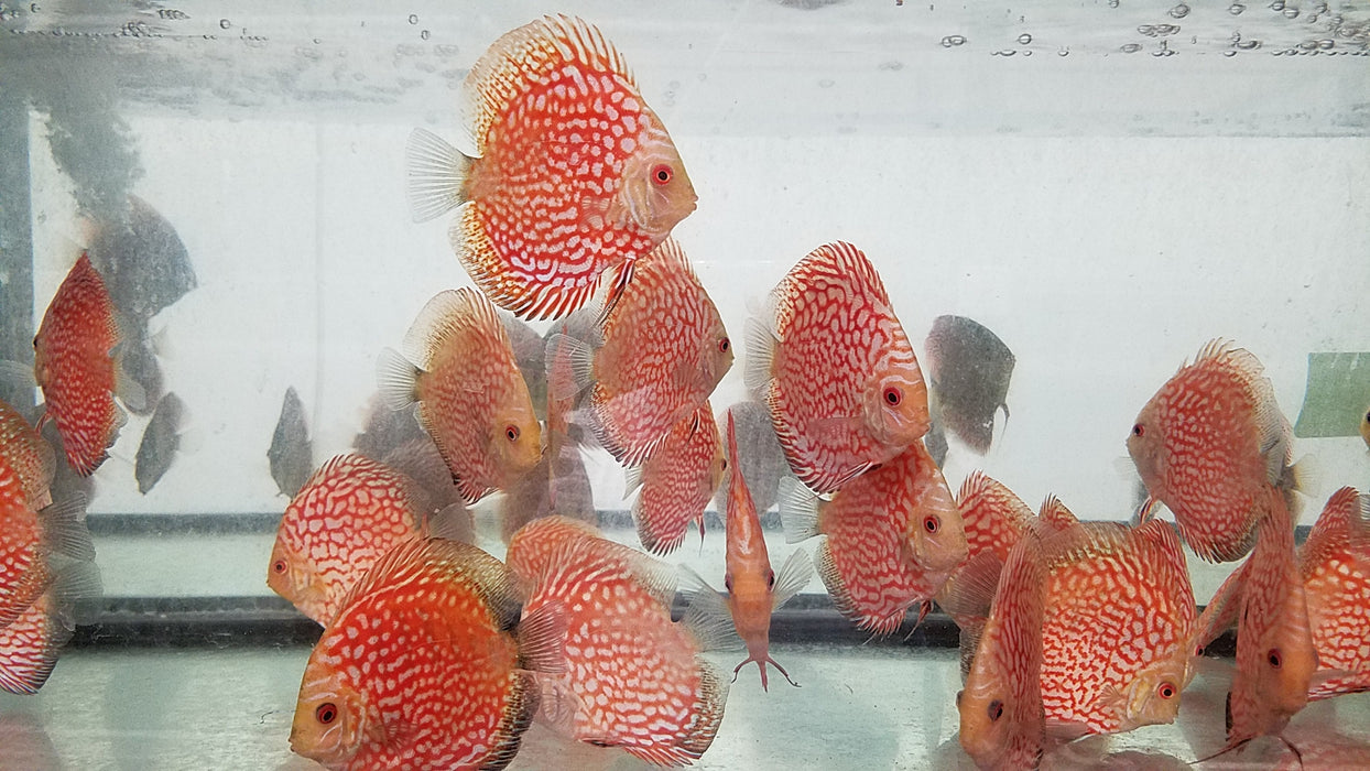 (DISCUS-32)Pigeon Blood Discus 4.00-4.50 inch