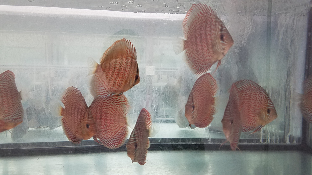 (DISCUS-33)Snake Skin Discus 4.00-4.50 inch