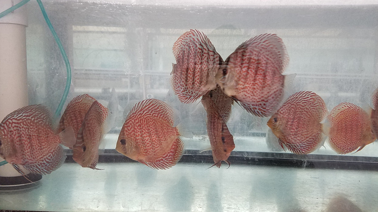 (DISCUS-33)Snake Skin Discus 4.00-4.50 inch